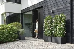 Elho Vivo Next Lang 60 - Bloempot Voor Binnen & Buiten - Ø 59.0 X H 29.2 Cm - Zwart/Living Black -Bloem Garden Verkoop 1200x800 17