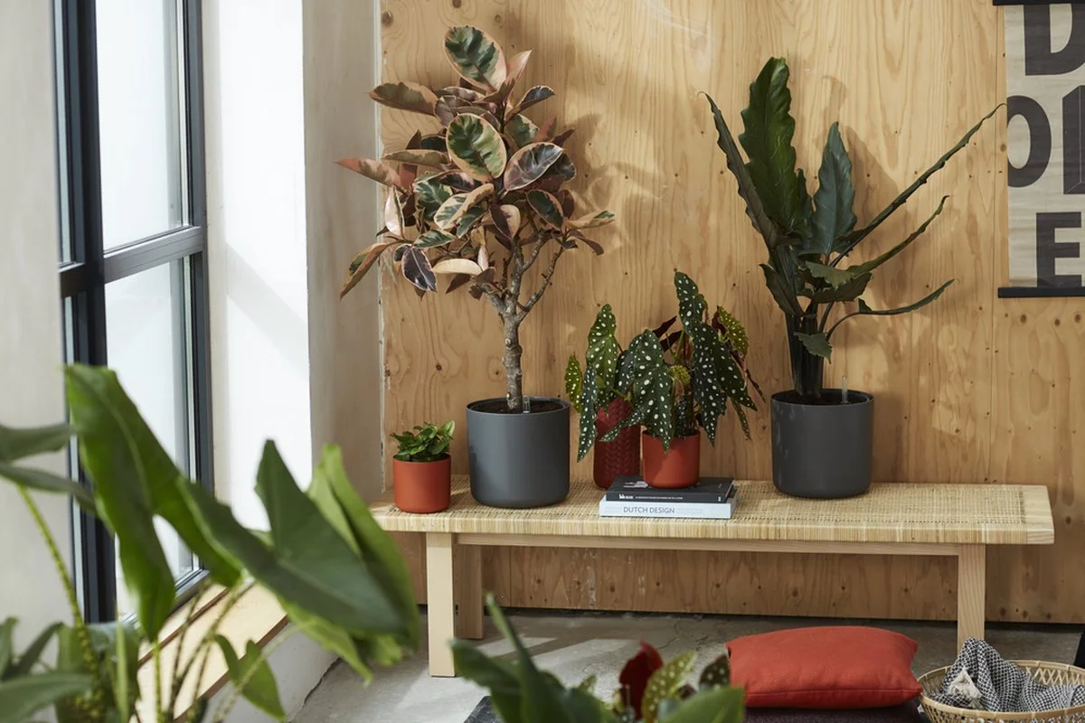 Elho B.for Soft Rond 30 - Bloempot Voor Binnen - Ø 29.5 X H 27.6 Cm - Antraciet 7 Elho B.for Soft Rond 30 - Bloempot Voor Binnen - Ø 29.5 X H 27.6 Cm - Antraciet - Afbeelding 7