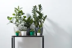 Elho B.for Soft Rond 30 - Bloempot Voor Binnen - Ø 29.5 X H 27.6 Cm - Antraciet 17 Elho B.for Soft Rond 30 - Bloempot Voor Binnen - Ø 29.5 X H 27.6 Cm - Antraciet -Bloem Garden Verkoop 1200x800 24