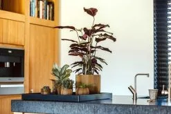 Capi Europe - Vaas Bol Groove XL - 39x33 - Goud - Bloempot Voor Binnen - Opening ⌀24 - GVGB270 -Bloem Garden Verkoop 1200x800 35