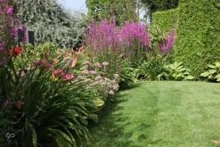 ECOstyle Tuinmest Organische Meststof - Border & Siertuin - Natuurlijke Meststof Gazon - 120 Dagen Voeding- 50 M² - 5 KG 10 ECOstyle Tuinmest Organische Meststof - Border & Siertuin - Natuurlijke Meststof Gazon - 120 Dagen Voeding- 50 M² - 5 KG -Bloem Garden Verkoop 1200x800 66