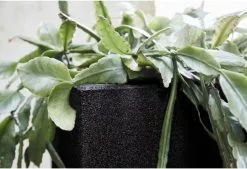 Capi Europe - Bloempot Vierkant Smooth NL - 40x40x40 - Zwart - Voor Binnen En Buiten - KBL903 -Bloem Garden Verkoop 1200x820