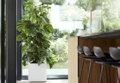 Elho Vivo Matt Finish Vierkant Wielen 40 - Grote Plantenbak Voor Binnen & Buiten - Gemaakt Van Gereycled Plastic - L 39 X W 39 X H 41 Cm - Wit -Bloem Garden Verkoop 1200x832