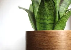 Capi Europe - Bloempot Bol Retro - 23x21 - Goud - Bloempot Voor Binnen - BRTG134 -Bloem Garden Verkoop 1200x844