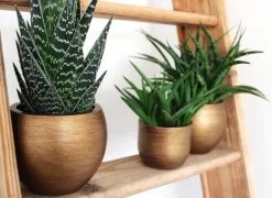 Capi Europe - Bloempot Bol Retro XL - 42x41 - Goud - Bloempot Voor Binnen - Opening ⌀36 - RTG933 11 Capi Europe - Bloempot Bol Retro XL - 42x41 - Goud - Bloempot Voor Binnen - Opening ⌀36 - RTG933 -Bloem Garden Verkoop 1200x876