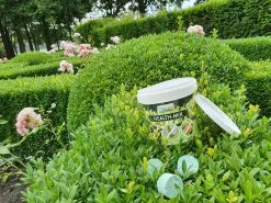 Topbuxus Buxus Health Mix -Bloem Garden Verkoop 1200x899 8