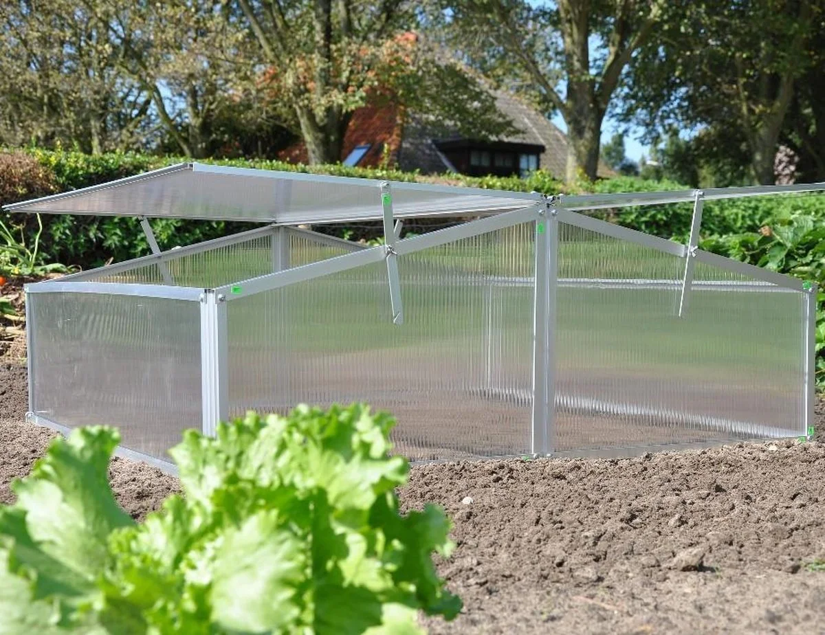 Royal Well Broeikas Silver Thyme 1 Royal Well Broeikas Silver Thyme