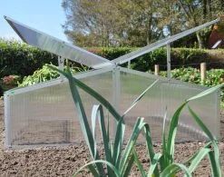 Royal Well Broeikas Silver Thyme 9 Royal Well Broeikas Silver Thyme -Bloem Garden Verkoop 1200x947 2