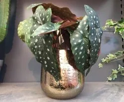 Gina Da Bloempot Karakter Goud - XL -Bloem Garden Verkoop 1200x984