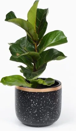 Spieringstore® Bloempotten Binnen - Keramiek - Gouden Rand - Bloempot Buiten - Afvoergat 24 - Small Set Van 3 - 15 Cm -Bloem Garden Verkoop 695x1200