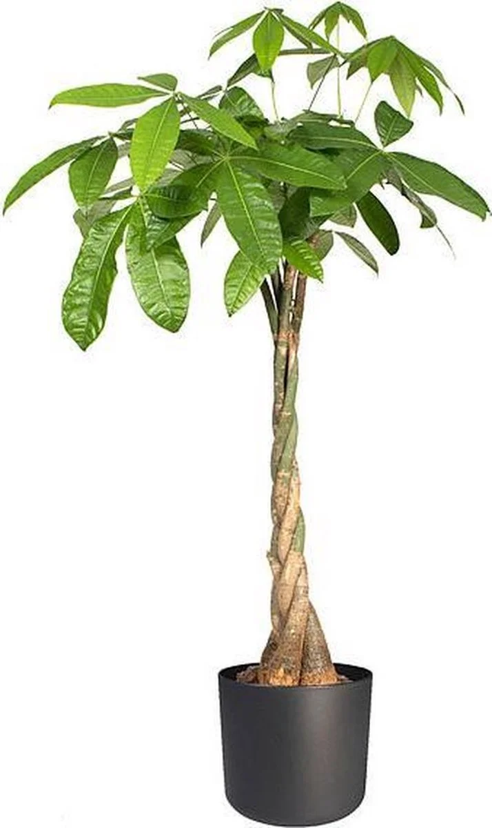 Elho B.for Soft Rond 22 - Bloempot Voor Binnen - Ø 22.3 X H 20.4 Cm - Zwart/Antraciet 4 Elho B.for Soft Rond 22 - Bloempot Voor Binnen - Ø 22.3 X H 20.4 Cm - Zwart/Antraciet - Afbeelding 4