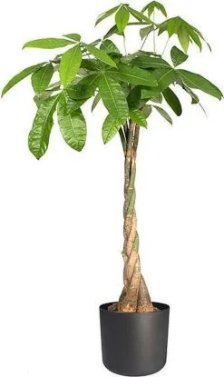 Elho B.for Soft Rond 30 - Bloempot Voor Binnen - Ø 29.5 X H 27.6 Cm - Antraciet 14 Elho B.for Soft Rond 30 - Bloempot Voor Binnen - Ø 29.5 X H 27.6 Cm - Antraciet -Bloem Garden Verkoop 714x1200 2