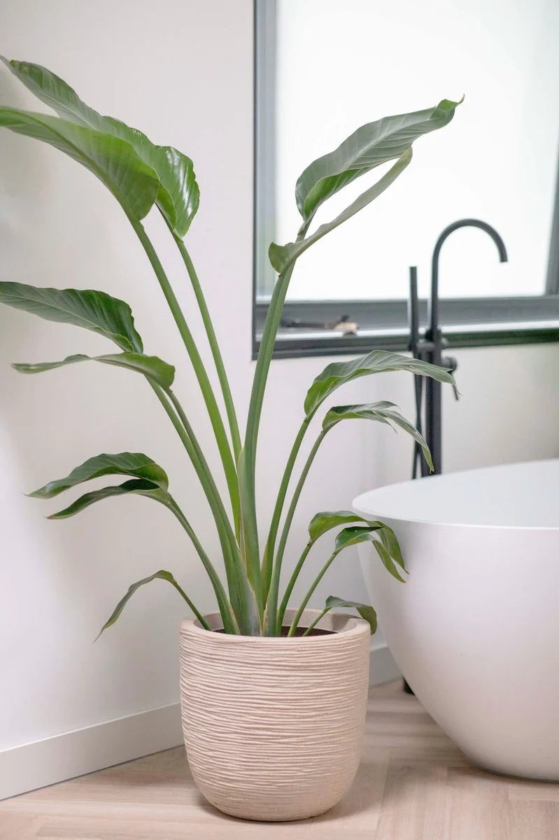 Capi Europe - Bloempot Bol Waste Rib NL - 35x34 - Terrazzo Beige - Voor Binnen En Buiten - KTBR932 2 Capi Europe - Bloempot Bol Waste Rib NL - 35x34 - Terrazzo Beige - Voor Binnen En Buiten - KTBR932 - Afbeelding 2