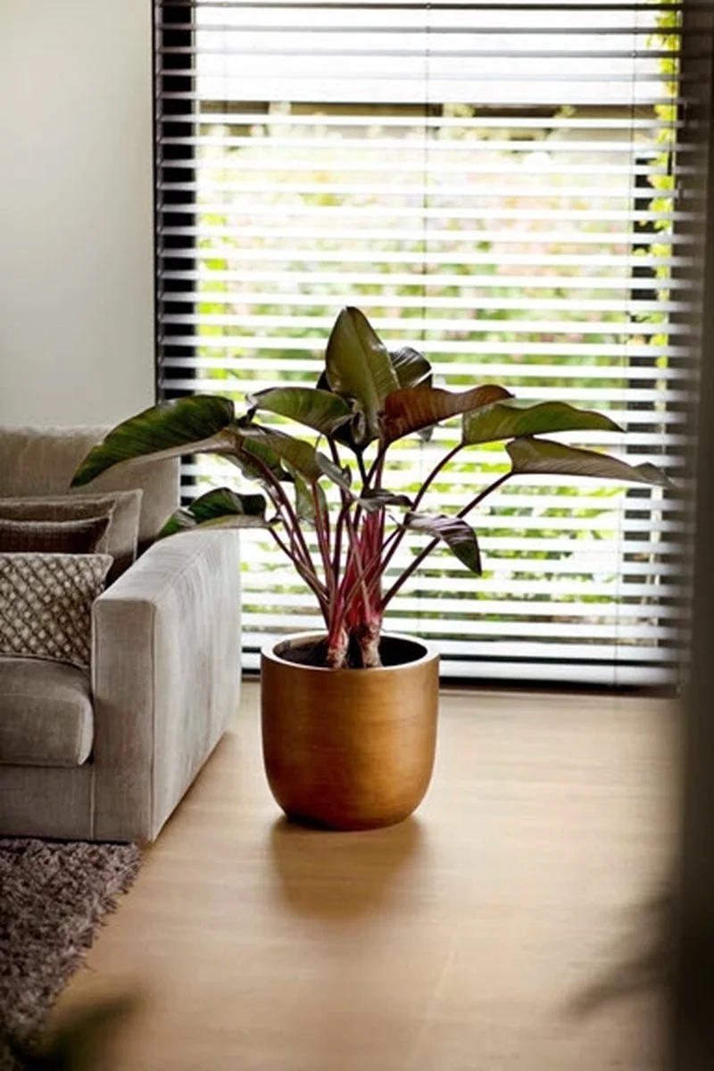 Capi Europe - Bloempot Bol Retro XL - 42x41 - Goud - Bloempot Voor Binnen - Opening ⌀36 - RTG933 7 Capi Europe - Bloempot Bol Retro XL - 42x41 - Goud - Bloempot Voor Binnen - Opening ⌀36 - RTG933 - Afbeelding 7