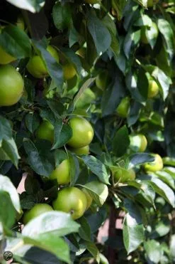 ECOStyle Vinassekali Organische Meststof - Vuor Kaliumtekort - Voor Moestuin, Siertuin En Fruit - Hoger Weerstand Tegen Droogte & Vorst - 15M² - 800 GR -Bloem Garden Verkoop 800x1200 108