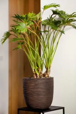 Capi Europe - Bloempot Bol Rib NL - 54x52 - Zwart - Voor Binnen En Buiten - KBLR935 -Bloem Garden Verkoop 800x1200 16