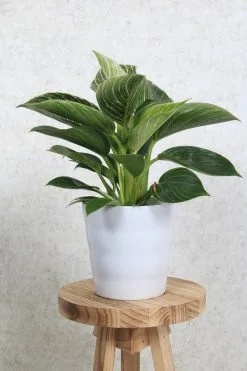 WLplants WL Plants - Bloempot Binnen - Set Van 4 - Dawn Ø12 Wit - Luxe Bloempotten Voor Binnen - Bloempotten Voor Buiten - Bloembak & Plantenpot - Hoogte 12,5 Cm - Keramisch Met Hoogwaardige Afwerking 5 WLplants WL Plants - Bloempot Binnen - Set Van 4 - Dawn Ø12 Wit - Luxe Bloempotten Voor Binnen - Bloempotten Voor Buiten - Bloembak & Plantenpot - Hoogte 12,5 Cm - Keramisch Met Hoogwaardige Afwerking -Bloem Garden Verkoop 800x1200 25