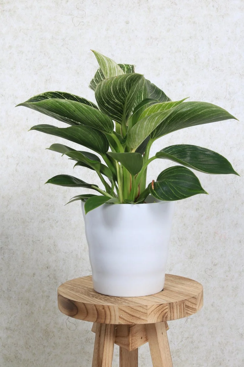 WLplants WL Plants - Bloempot Binnen - Set Van 4 - Dawn Ø12 Wit - Luxe Bloempotten Voor Binnen - Bloempotten Voor Buiten - Bloembak & Plantenpot - Hoogte 12,5 Cm - Keramisch Met Hoogwaardige Afwerking 3 WLplants WL Plants - Bloempot Binnen - Set Van 4 - Dawn Ø12 Wit - Luxe Bloempotten Voor Binnen - Bloempotten Voor Buiten - Bloembak & Plantenpot - Hoogte 12,5 Cm - Keramisch Met Hoogwaardige Afwerking - Afbeelding 3