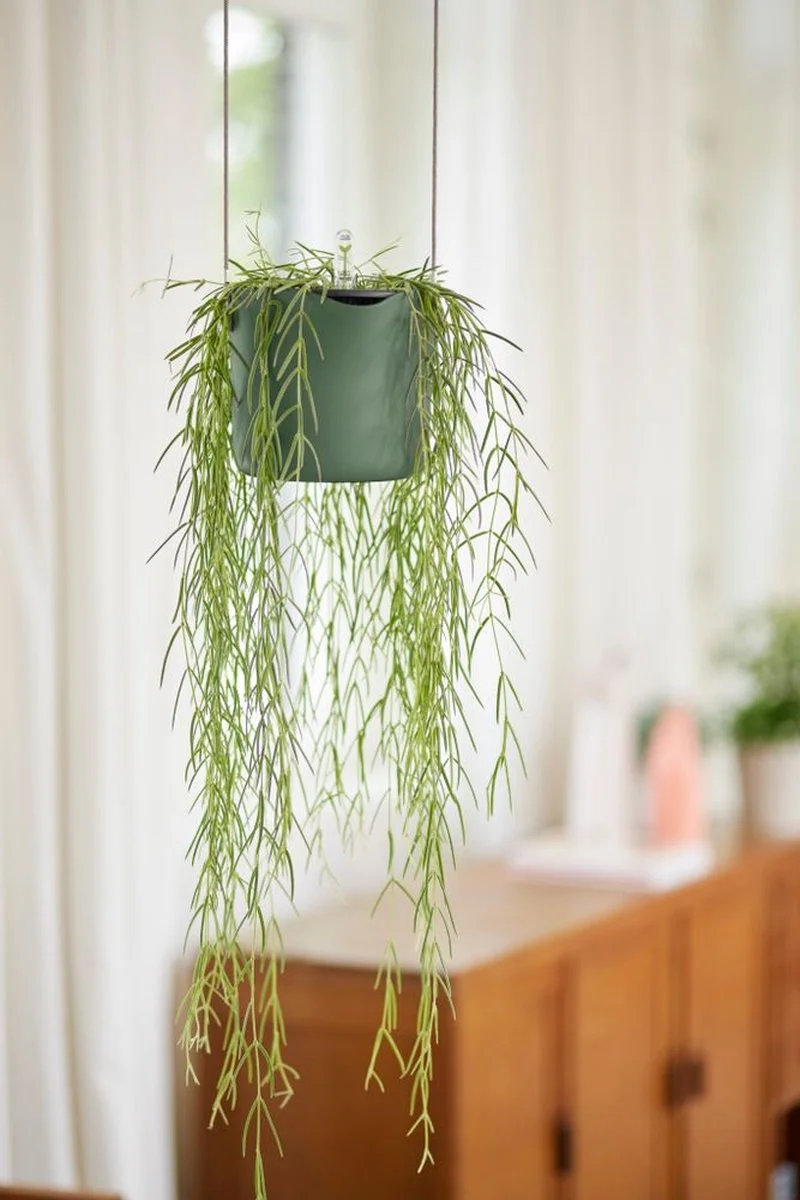 Elho B.for Swing 18 Hangpot - Bloempot Voor Binnen - Ø 18.0 X H 16.5 Cm - Groen/Blad Groen 8 Elho B.for Swing 18 Hangpot - Bloempot Voor Binnen - Ø 18.0 X H 16.5 Cm - Groen/Blad Groen - Afbeelding 8