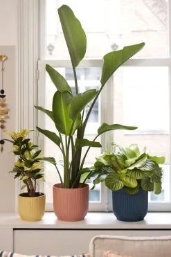 Elho Vibes Fold Rond 25 - Bloempot Voor Binnen - Ø 25.0 X H 23.0 Cm - Delicaat Roze -Bloem Garden Verkoop 800x1200 36