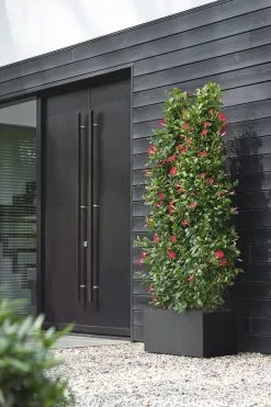 Elho Vivo Next Lang 60 - Bloempot Voor Binnen & Buiten - Ø 59.0 X H 29.2 Cm - Zwart/Living Black -Bloem Garden Verkoop 800x1200 37