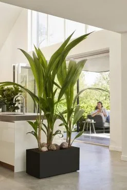 Elho Vivo Next Lang 60 - Bloempot Voor Binnen & Buiten - Ø 59.0 X H 29.2 Cm - Zwart/Living Black -Bloem Garden Verkoop 800x1200 38