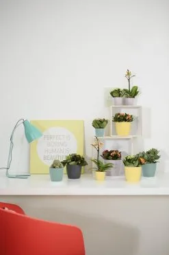 Elho Brussels Rond Mini 7 - Bloempot Voor Binnen - Ø 6.7 X H 6.0 Cm - Zwart/Antraciet -Bloem Garden Verkoop 800x1200 45