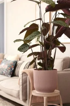 Elho Vibes Fold Rond Wielen 35 - Bloempot Voor Binnen - Ø 34.9 X H 32.4 Cm - Delicaat Roze -Bloem Garden Verkoop 800x1200 72