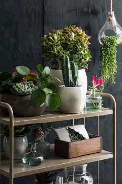 Mica Decorations Lester Bloempot - H18 X Ø20 Cm - Terracotta - Groen 6 Mica Decorations Lester Bloempot - H18 X Ø20 Cm - Terracotta - Groen -Bloem Garden Verkoop 800x1200 80