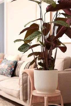 Elho Vibes Fold Rond 30 - Bloempot Voor Binnen - Ø 29.5 X H 27.2 Cm - Zijdewit -Bloem Garden Verkoop 800x1200 98