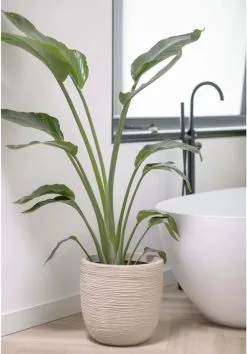 Capi Europe - Bloempot Bol Waste Rib NL - 35x34 - Terrazzo Beige - Voor Binnen En Buiten - KTBR932 18 Capi Europe - Bloempot Bol Waste Rib NL - 35x34 - Terrazzo Beige - Voor Binnen En Buiten - KTBR932 -Bloem Garden Verkoop 837x1200