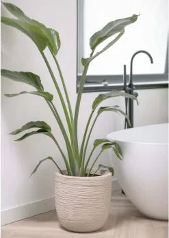 Capi Europe - Bloempot Bol Waste Rib NL - 43x41 - Terrazzo Beige - Voor Binnen En Buiten - KTBR933 18 Capi Europe - Bloempot Bol Waste Rib NL - 43x41 - Terrazzo Beige - Voor Binnen En Buiten - KTBR933 -Bloem Garden Verkoop 856x1200