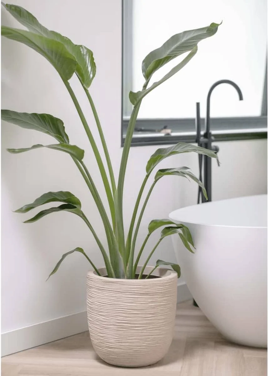 Capi Europe - Bloempot Bol Waste Rib NL - 43x41 - Terrazzo Beige - Voor Binnen En Buiten - KTBR933 7 Capi Europe - Bloempot Bol Waste Rib NL - 43x41 - Terrazzo Beige - Voor Binnen En Buiten - KTBR933 - Afbeelding 7