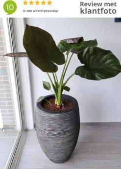 Capi Europe - Vaas Elegant Deluxe Rib NL - 40x60 - Antraciet - Voor Binnen En Buiten - KOFZ1131 -Bloem Garden Verkoop 858x1200 1