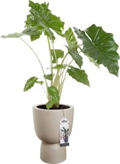 Elho Pure Coupe 41 - Bloempot Voor Binnen & Buiten - Ø 41.3 X H 57.9 Cm - Beige/Balanced Beige -Bloem Garden Verkoop 877x1200 2