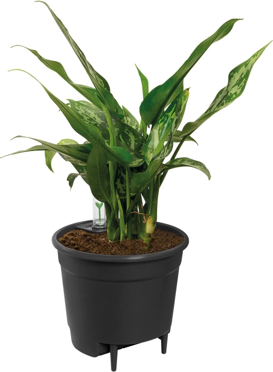 Elho Self-watering Insert 17 - Accessoires Voor Binnenaccessoires - Ø 17.0 X H 15.8 Cm - Zwart/Living Black 2 Elho Self-watering Insert 17 - Accessoires Voor Binnenaccessoires - Ø 17.0 X H 15.8 Cm - Zwart/Living Black - Afbeelding 2