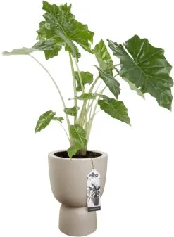 Elho Pure Coupe 35 - Bloempot Voor Binnen & Buiten - Ø 34.9 X H 49.0 Cm - Beige/Balanced Beige -Bloem Garden Verkoop 880x1200 3