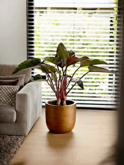 Capi Europe - Bloempot Bol Retro XL - 42x41 - Goud - Bloempot Voor Binnen - Opening ⌀36 - RTG933 12 Capi Europe - Bloempot Bol Retro XL - 42x41 - Goud - Bloempot Voor Binnen - Opening ⌀36 - RTG933 -Bloem Garden Verkoop 900x1200