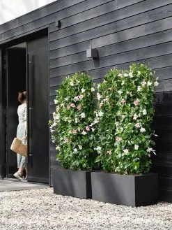 Elho Vivo Next Lang 60 - Bloempot Voor Binnen & Buiten - Ø 59.0 X H 29.2 Cm - Zwart/Living Black -Bloem Garden Verkoop 900x1200 6