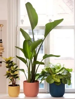 Elho Vibes Fold Rond Wielen 35 - Bloempot Voor Binnen - Ø 34.9 X H 32.4 Cm - Delicaat Roze -Bloem Garden Verkoop 911x1200 1