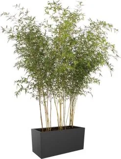 Elho Vivo Matt Finish Lang Wielen 90 - Grote Staande Plantenbak Voor Binnen & Buiten - Gemaakt Van Gereycled Plastic - L 39 X W 88 X H 41 Cm - Zwart 15 Elho Vivo Matt Finish Lang Wielen 90 - Grote Staande Plantenbak Voor Binnen & Buiten - Gemaakt Van Gereycled Plastic - L 39 X W 88 X H 41 Cm - Zwart -Bloem Garden Verkoop 911x1200 3