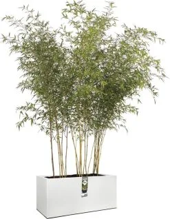Elho Vivo Structure Finish Lang 90 - Plantenbak Voor Binnen & Buiten - Ø 88 X H 41 - Wit -Bloem Garden Verkoop 931x1200