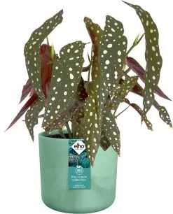 Elho The Ocean Collection Round 22cm - Bloempot Voor Binnen - 100% Gerecycled Materiaal - Gemaakt Met Zeeafval - Ø 22.3 X H 20.4 Cm - Pacifisch Groen -Bloem Garden Verkoop 969x1200